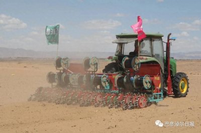​不是天方夜谭！沙漠里也能种旱稻
