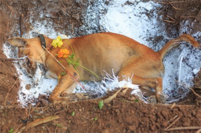 ​实话实说：狗狗离世后不能随便埋，不是迷信！