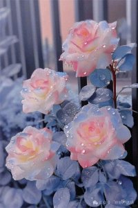 ​奇迹之花：西域曼陀罗兰加洛斯玫瑰，唤醒你心中的爱