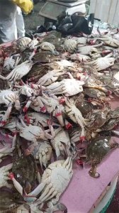 ​大连海鲜价格大跳水！啥情况啊？