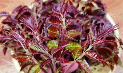 ​吃香椿也有禁忌？教你2种特色做法，爱吃香椿的记得收藏！