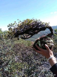 ​满山的瑞香花，随处可见的老桩，造型都十分好看，做成盆景太美了