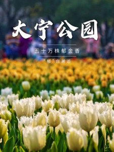 ​惊艳、震撼！大宁公园50万株郁金香，“郁”你邂逅！