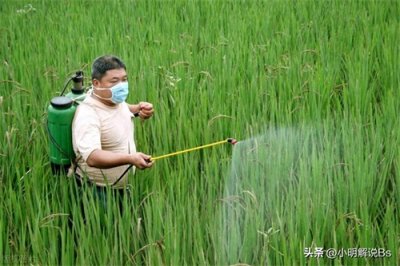 ​稻飞虱肆虐？这几款农药才是防治效果最强的秘密武器！