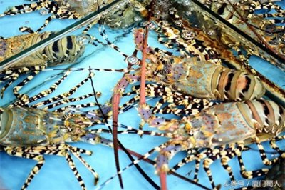 ​厦门八市海鲜到底都有啥，为什么人们扎堆儿抢着买