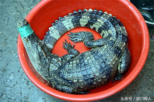 厦门八市海鲜到底都有啥，为什么人们扎堆儿抢着买