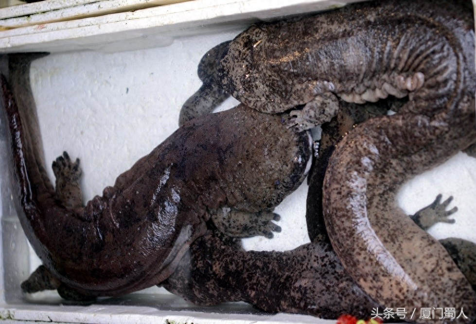 厦门八市海鲜到底都有啥，为什么人们扎堆儿抢着买