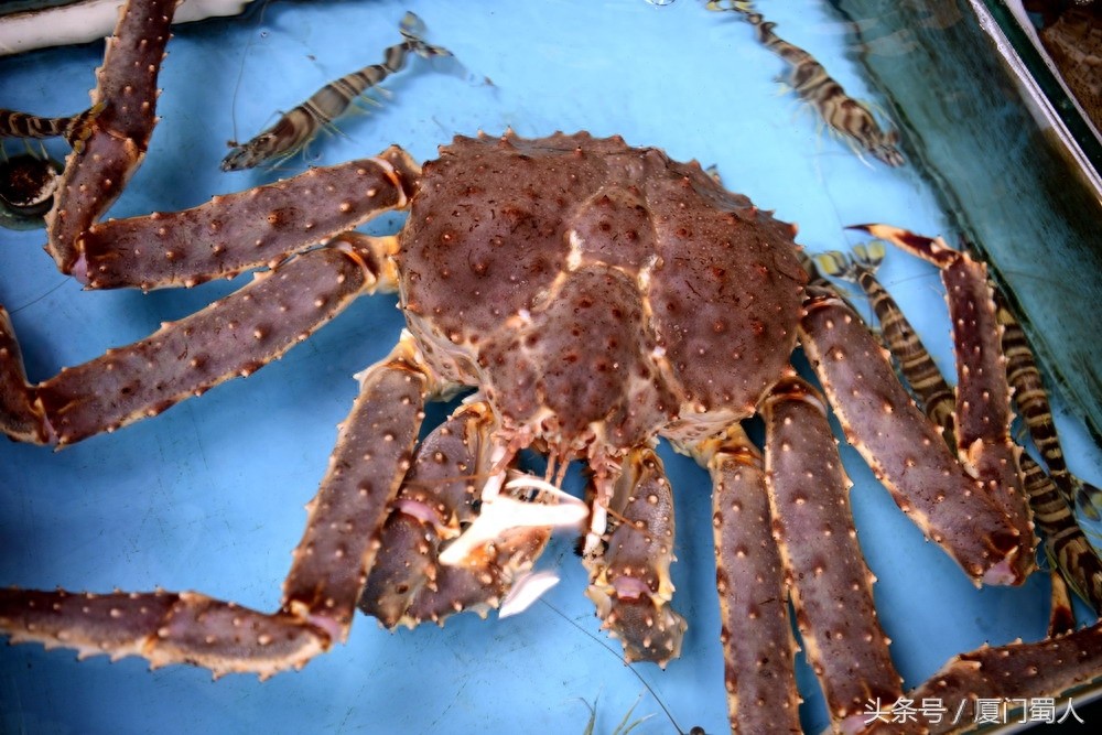 厦门八市海鲜到底都有啥，为什么人们扎堆儿抢着买