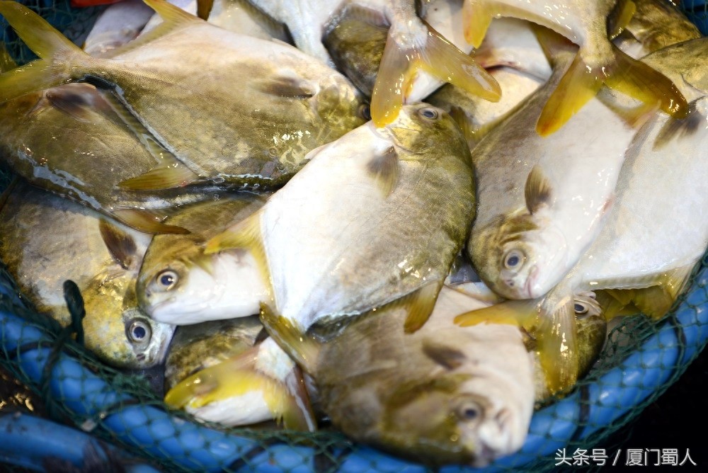 厦门八市海鲜到底都有啥，为什么人们扎堆儿抢着买