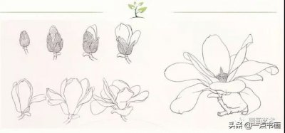 ​图文教程——工笔玉兰画法