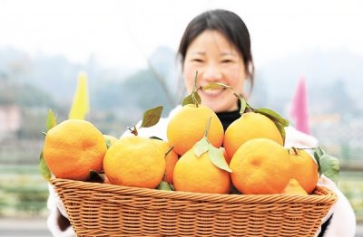 ​新津：九溪橘海 品在金龙