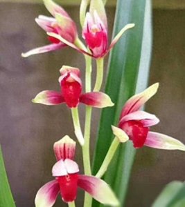 ​这款高贵兰花，不辜负贵州“草王”之名，随便一开，就价值千金