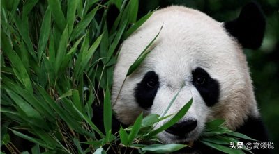 ​熊猫快递:21年来第一对进入美国的熊猫抵达加利福尼亚