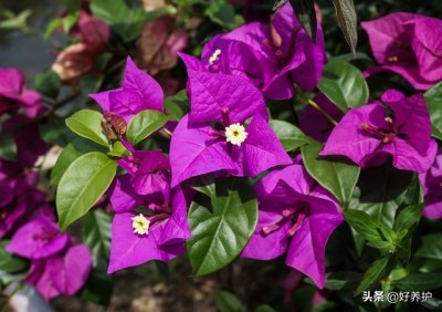 ​想让三角梅开第二波花，牢记这个“方法”复花快，迅速花爆盆