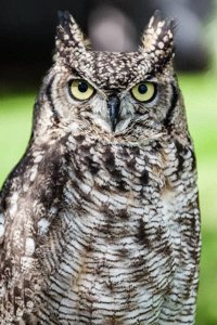 ​夜航飞行员称之为夜猫子的来由