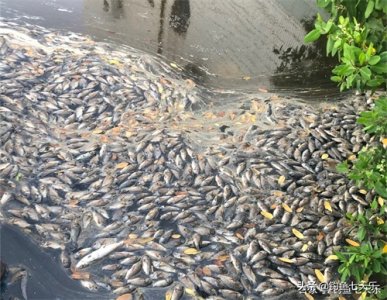 ​海南海口，一校园内罗非鱼遭“团灭”！网友：入侵物种死了才好