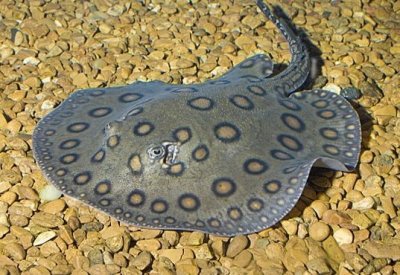 ​底栖热带鱼——珍珠魟