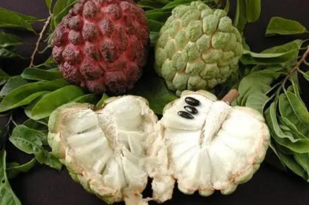 番荔枝要怎么放才熟 番荔枝要软了才能吃吗