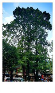 ​都江堰青城后山