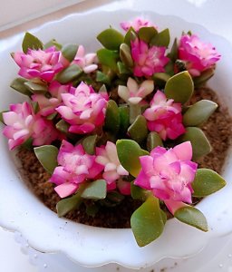 ​这种花叫“吹雪之松锦”，寓意是积极乐观，珍惜，美好的爱情