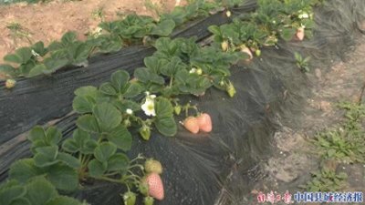 ​河北魏县：“莓”好时光 点亮“致富春天”