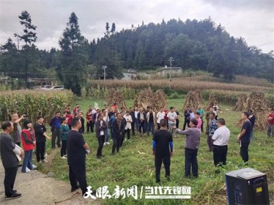 ​金沙：小面积玉米超高产试点迎丰收