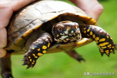 ​乌龟和什么一起炖最好(乌龟炖什么东西最补)