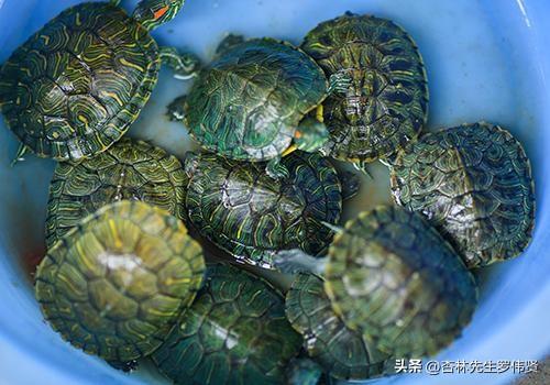 乌龟和什么一起炖最好(乌龟炖什么东西最补)