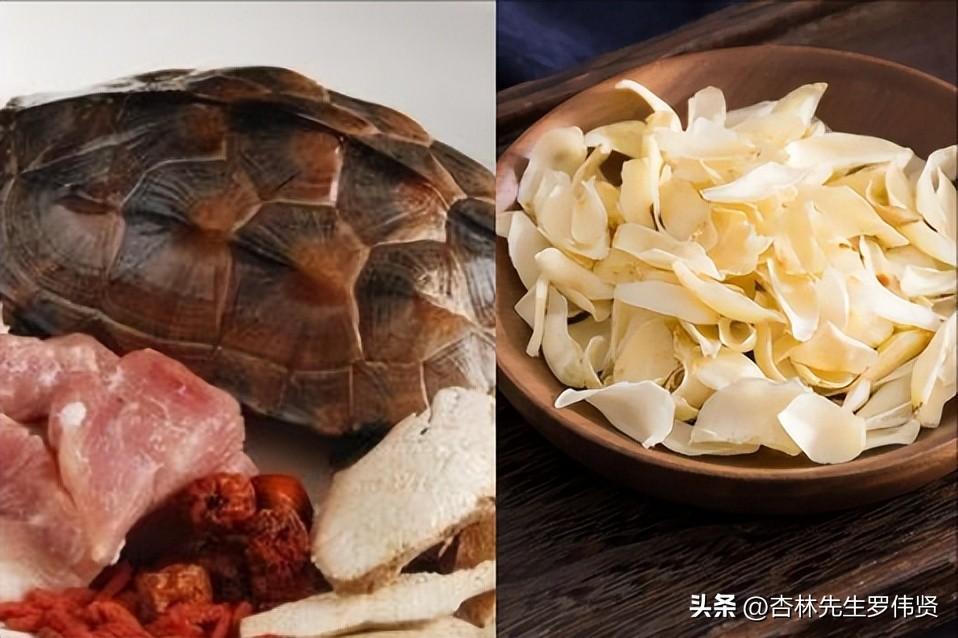 乌龟和什么一起炖最好(乌龟炖什么东西最补)