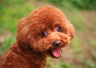 ​养狗的坑别乱入！饲养泰迪犬的6个“坏处”，看看你是否能接受