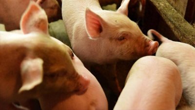 ​了解真相，科学决策！非洲猪瘟猪处理方案及猪肉食用安全-