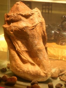 ​肉灵芝“太岁”