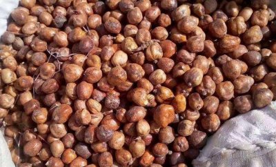 ​食用佛灯果好处多，种植过程也有技巧，选择栽植的方法就是一点！