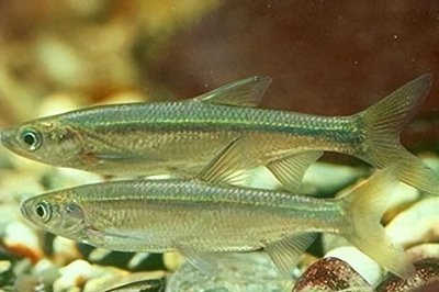 ​浅谈路亚白条思路