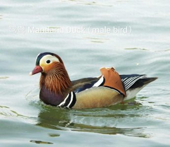 ​鸳鸯-国家二级保护动物
