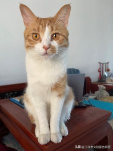​橘白猫有一很难说出口的缺点