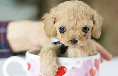茶杯犬是怎么培养出来的，看完表示不能养了