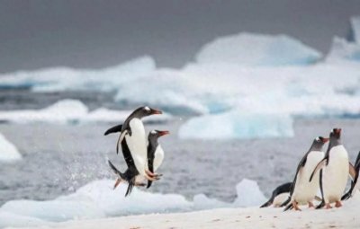 ​神奇动物世界：揭秘那些你不知道的动物趣事！