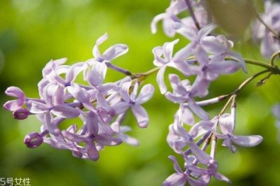 ​紫丁香有什么香味吗 紫丁香有什么作用呢