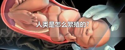 ​人类是怎么繁殖的?