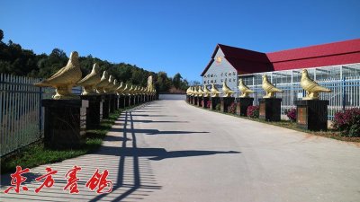 ​太阳鸟秋棚决赛前四名鸽友蓝天圆梦写春秋