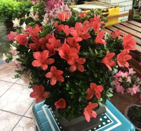 杜鹃花用什么肥料比较好（养杜鹃花必备3种肥）