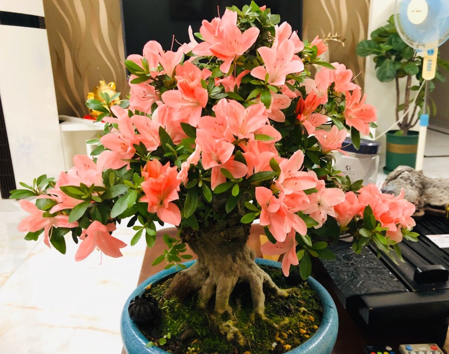 杜鹃花用什么肥料比较好（养杜鹃花必备3种肥）