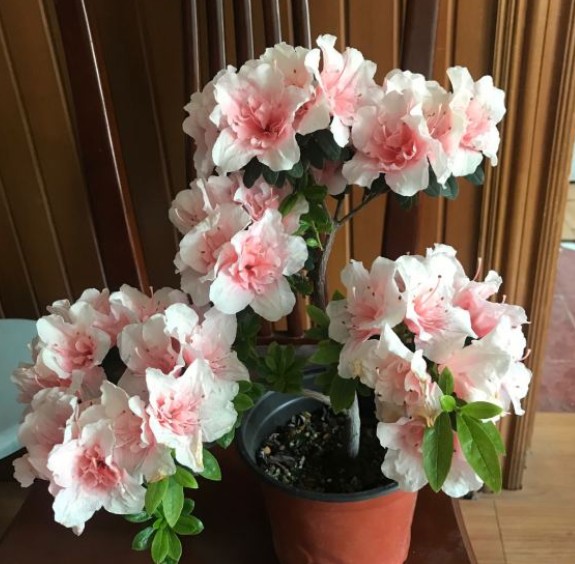 杜鹃花用什么肥料比较好（养杜鹃花必备3种肥）