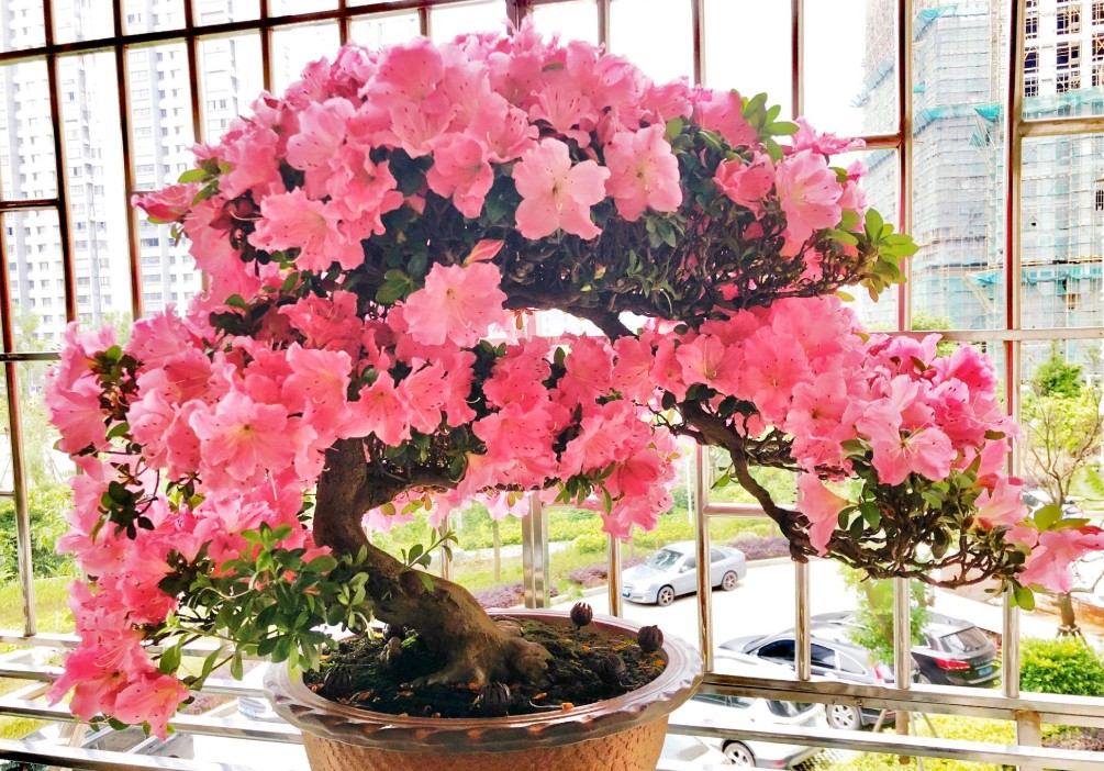 杜鹃花用什么肥料比较好（养杜鹃花必备3种肥）