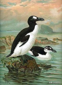 ​史前生物图鉴184-大海雀