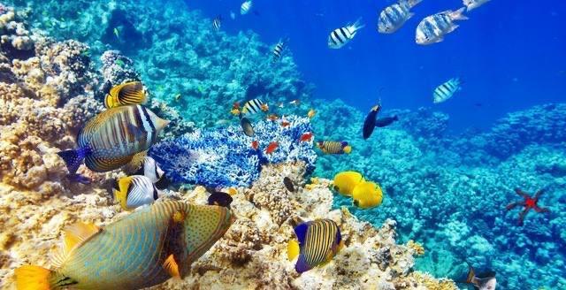 生活海洋中哪类生物可以吸收和固定二氧化碳 神奇海洋8月16日答案最新 1