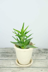 ​芦荟能放在卧室里吗