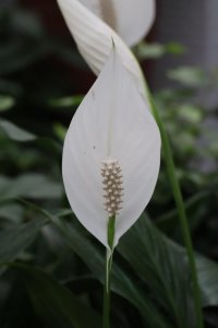 ​白掌什么时候开花