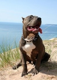 比特犬VS藏獒,它才是最后的赢家